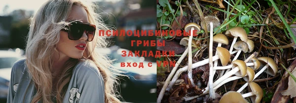 прущие грибы Алзамай